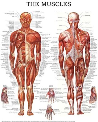 Read Muscular System: Quick Reference Chart, Full Illustrated - HC-HealthComm | PDF