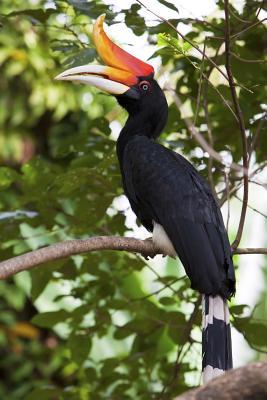 Read Online Rhinoceros Hornbill Journal: 150 Page Lined Notebook/Diary -  | ePub