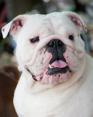 Read Online Bulldog: Artified Pets Journal/Notebook/Diary, 8 by 10 and 160 Pages -  | PDF