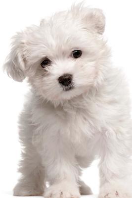 Read Darling White Maltese Puppy Dog Journal: 150 Page Lined Notebook/Diary -  | PDF