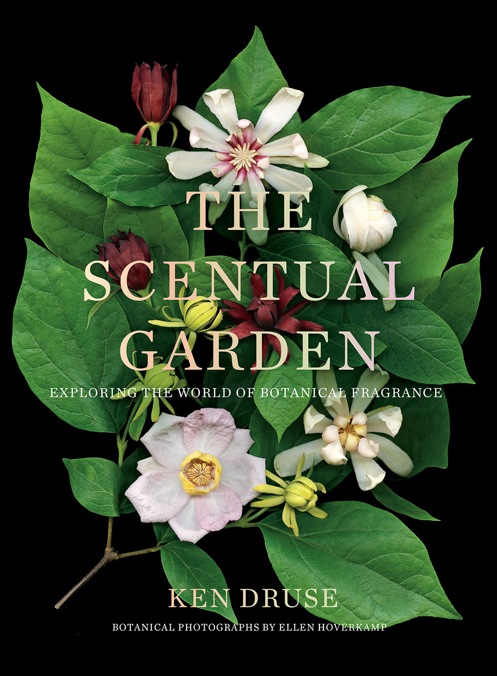 Download Scentual Garden: Exploring the World of Botanical Fragrance - Ken Druse file in PDF